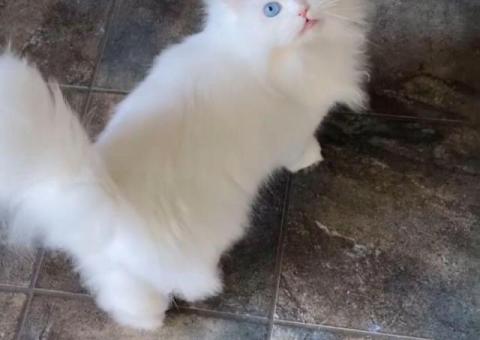 Fully Vetted Persian Cat Available Free For Adoption.