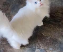 Fully Vetted Persian Cat Available Free For Adoption.