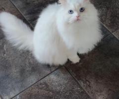 Fully Vetted Persian Cat Available Free For Adoption. - 2/2