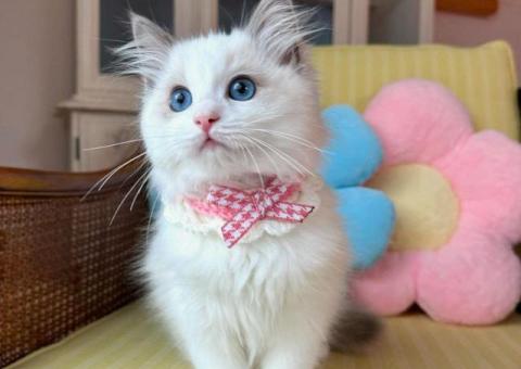 ADORABLE, FULLY VETTED  RAGDOLL KITTEN FOR ADOPTION.