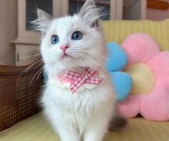 ADORABLE, FULLY VETTED  RAGDOLL KITTEN FOR ADOPTION.