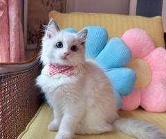 ADORABLE, FULLY VETTED  RAGDOLL KITTEN FOR ADOPTION. - 2/2